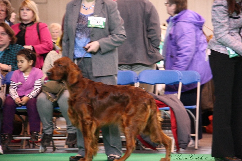 Crufts2011 214.jpg